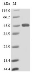SDS-PAGE (LIPA-2158H).jpg